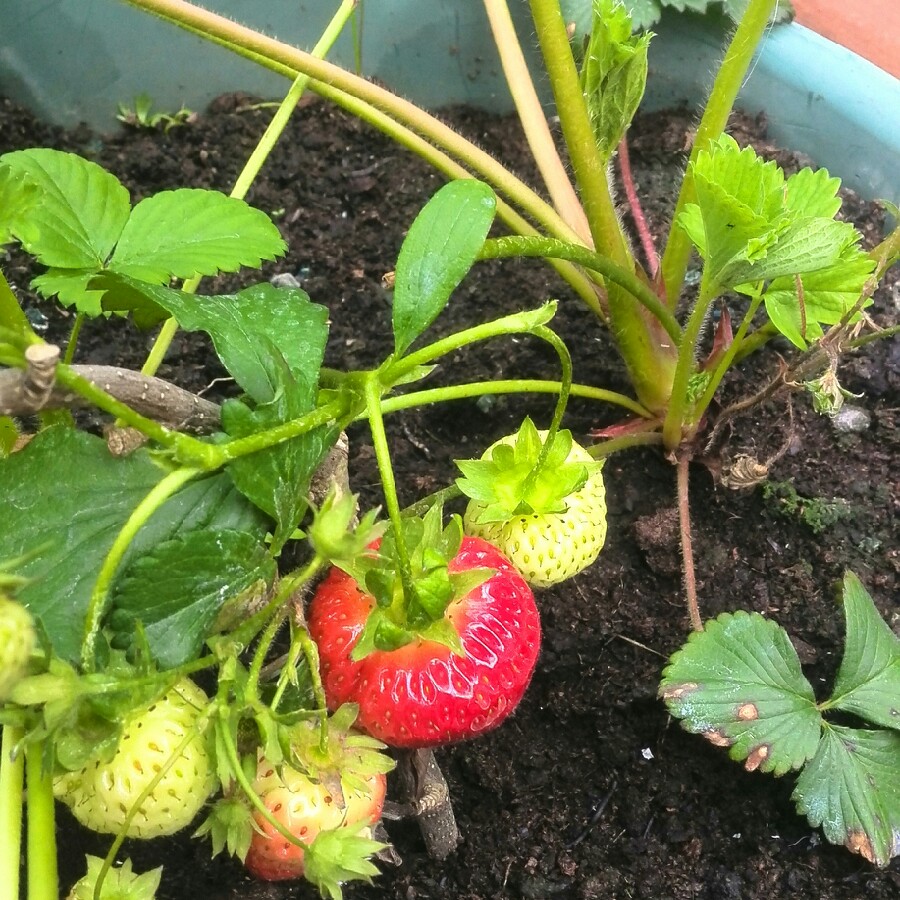 Strawberry