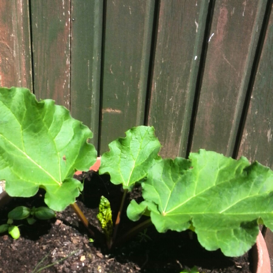 Rhubarb