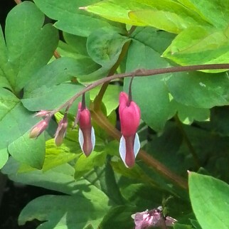 Bleeding Heart