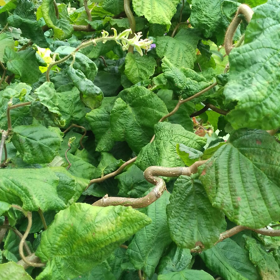 Corylus avellana 'Contorta', Corkscrew Hazel 'Contorta' - uploaded by ...