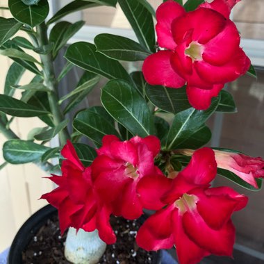 Desert Rose