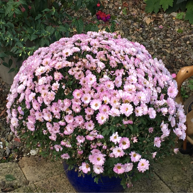 Plant image Glebionis coronaria syn.Chrysanthemum coronarium ; Ismelia coronaria