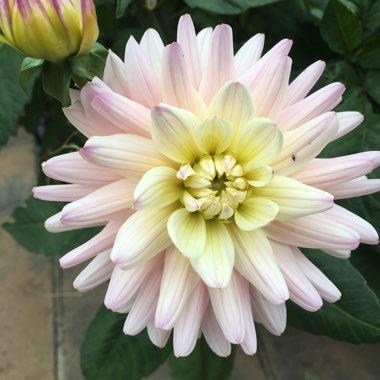 Dahlia 'Diana's Memory'