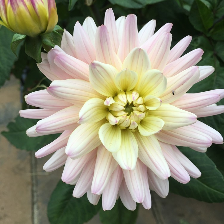 Plant image Dahlia 'Diana's Memory'