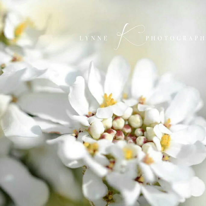 Evergreen Candytuft 'Lavish'