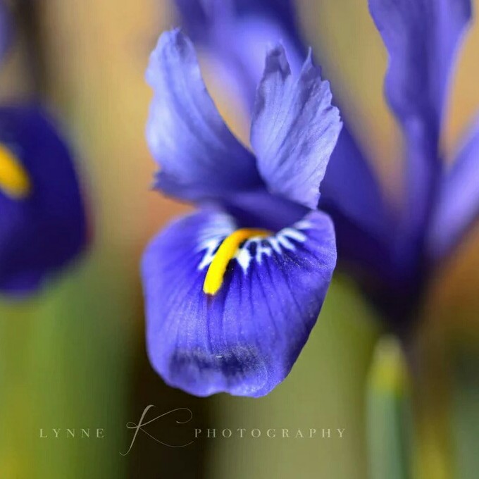 Iris