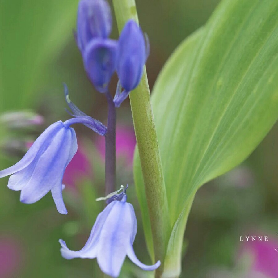 Lynne's garden