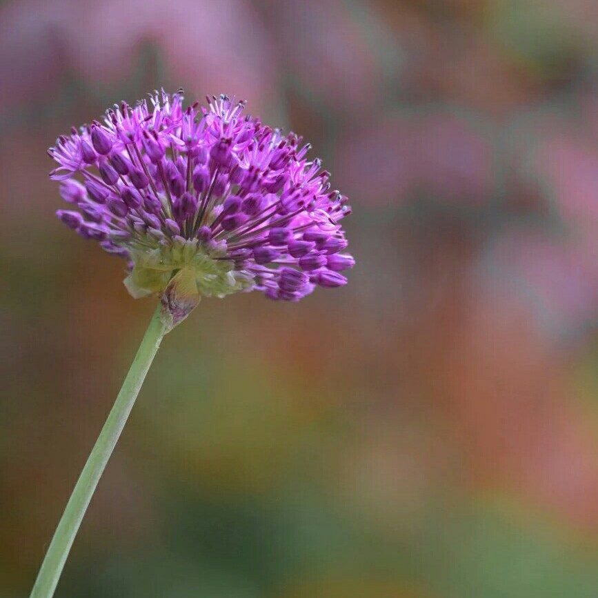 Allium 'Purple Sensation'