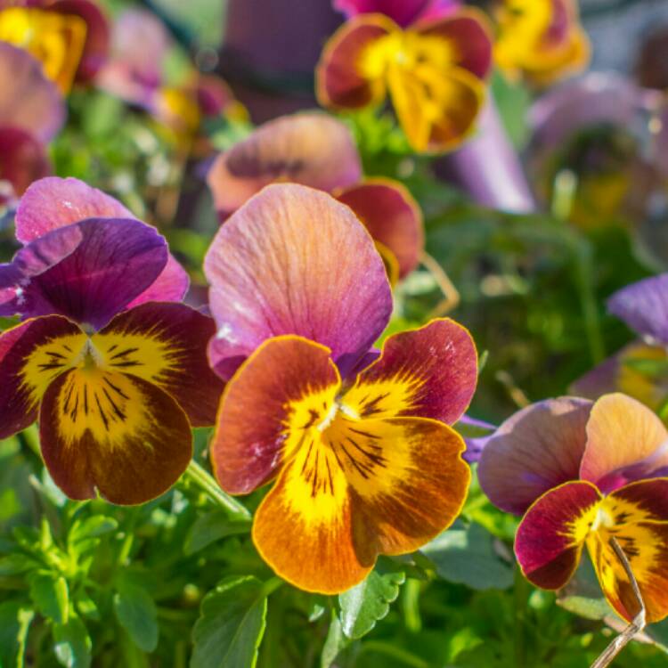 Plant image Viola x cornuta 'Sorbet Orange Duet'