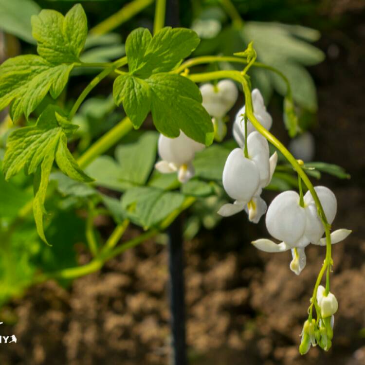 Plant image Dicentra formosa 'Aurora'