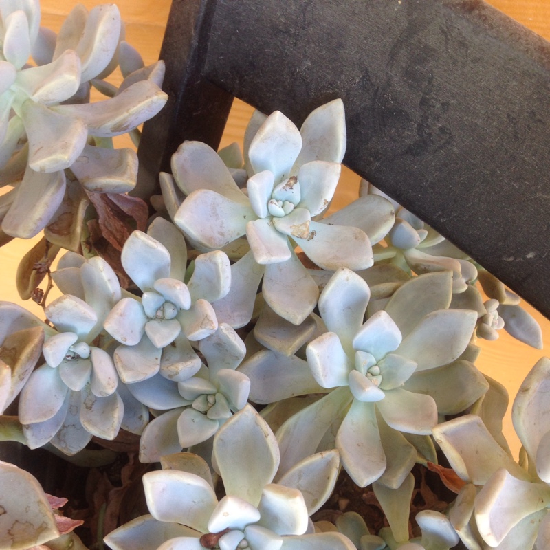 Graptoveria 'Debbi'