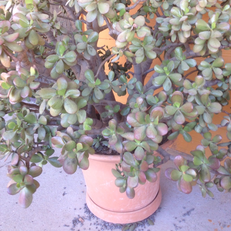 Jade Plant