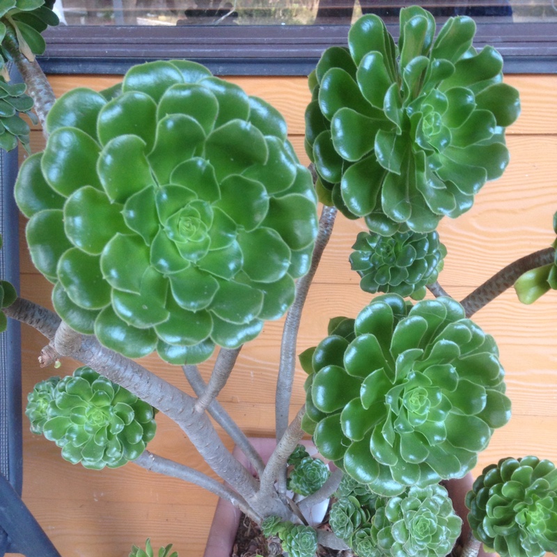 Aeonium (Unknown Variety)