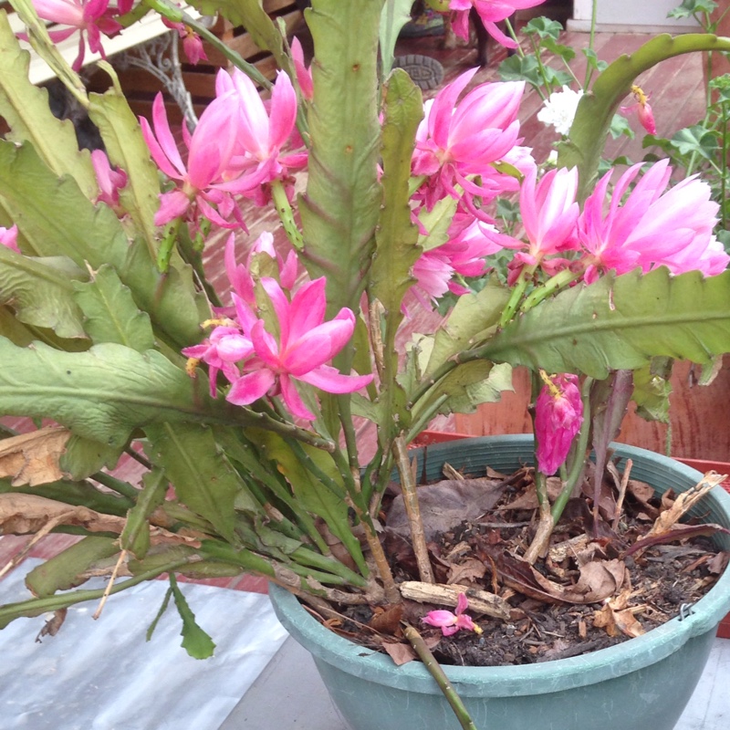 Disocactus 'Phyllanthoides'