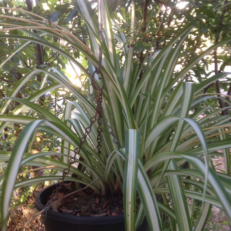 Spider Plant 'Vittatum'