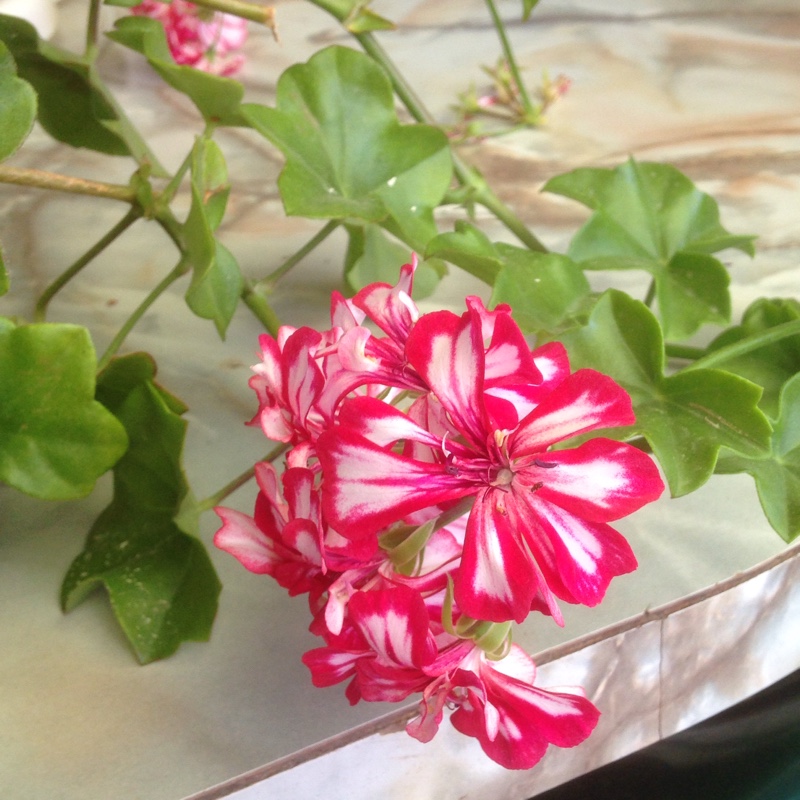 Pelargonium (Geranium)