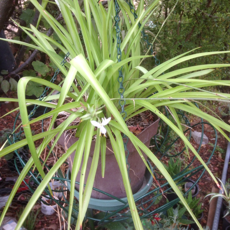 Spider Plant 'Vittatum'