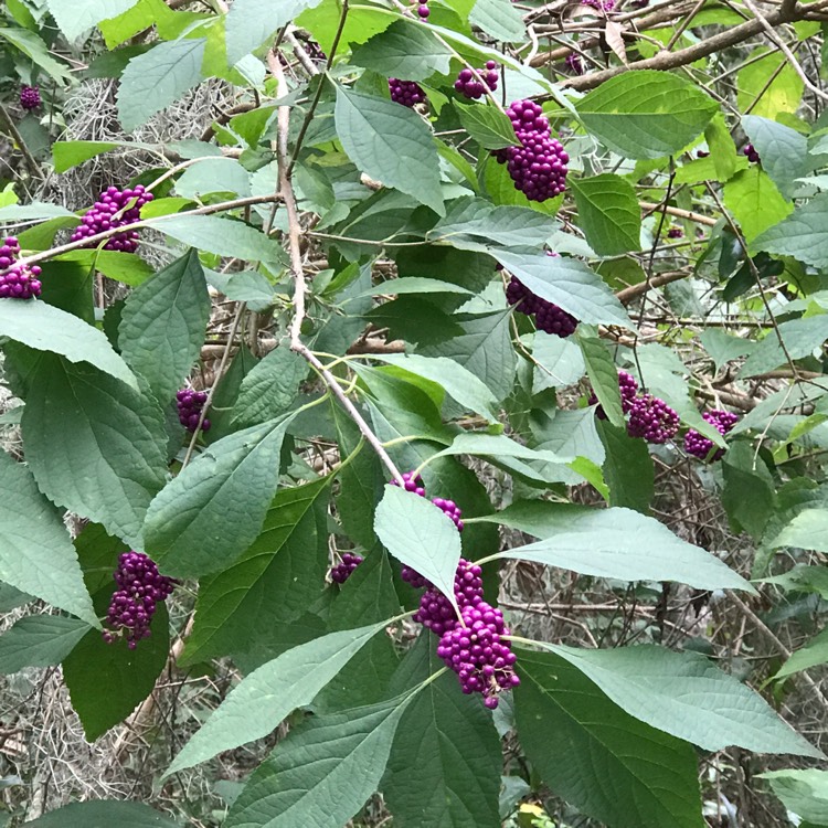 Plant image Callicarpa Americana