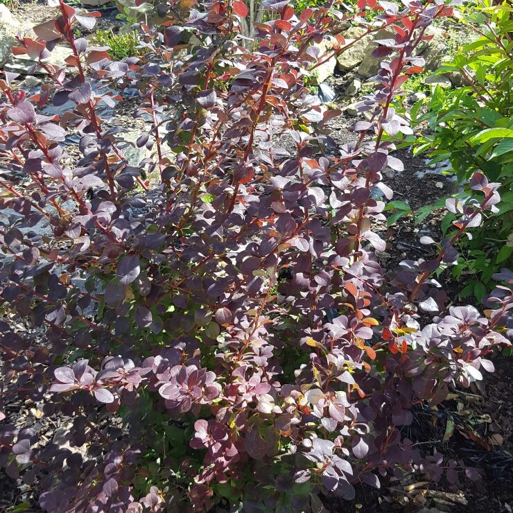 Plant image Berberis x ottawensis f. purpurea 'Superba'