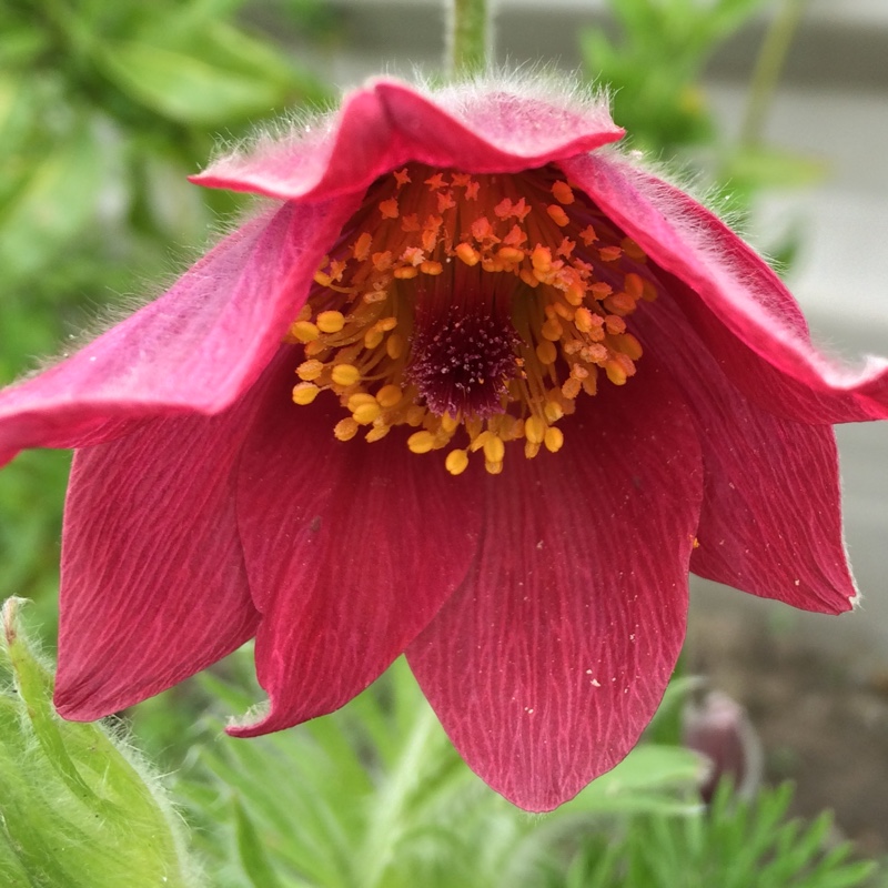 Plant image Pulsatilla vulgaris 'Alba'