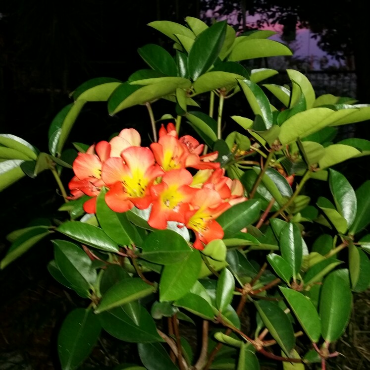 Rhododendron  (Azalea Varieties)