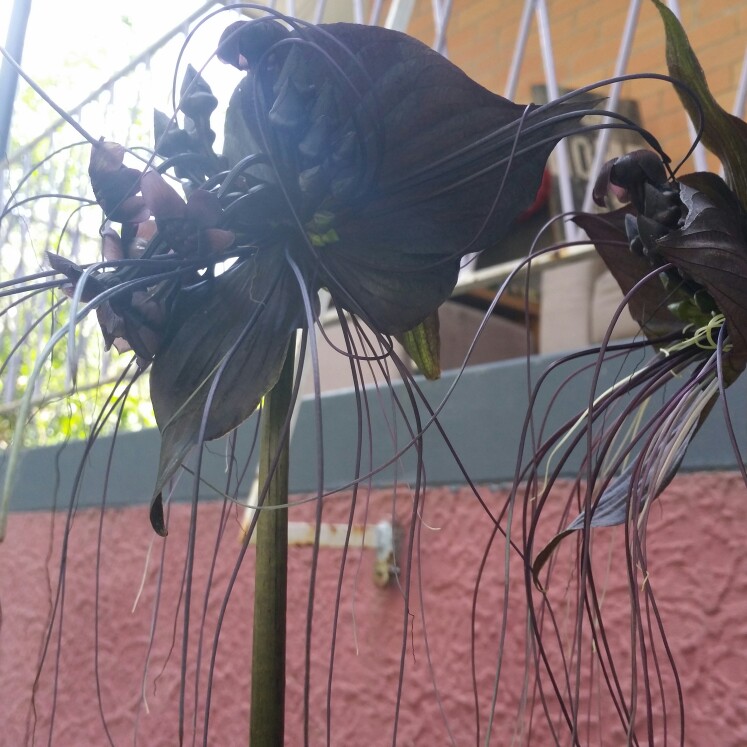 Tacca chantrieri