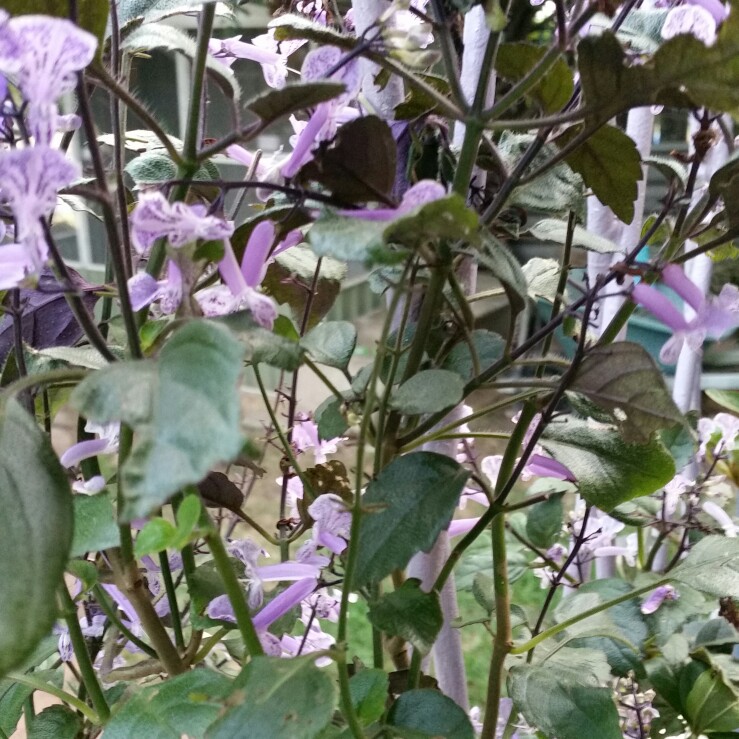 Plectranthus 'Mona Lavender'