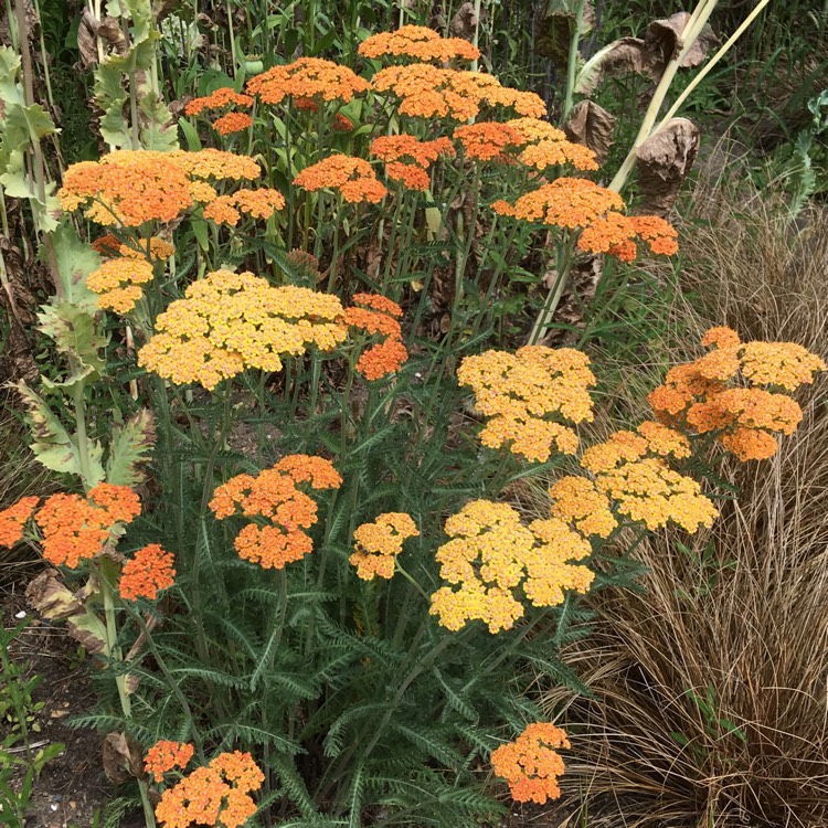 Plant image Achillea 'Terracotta'