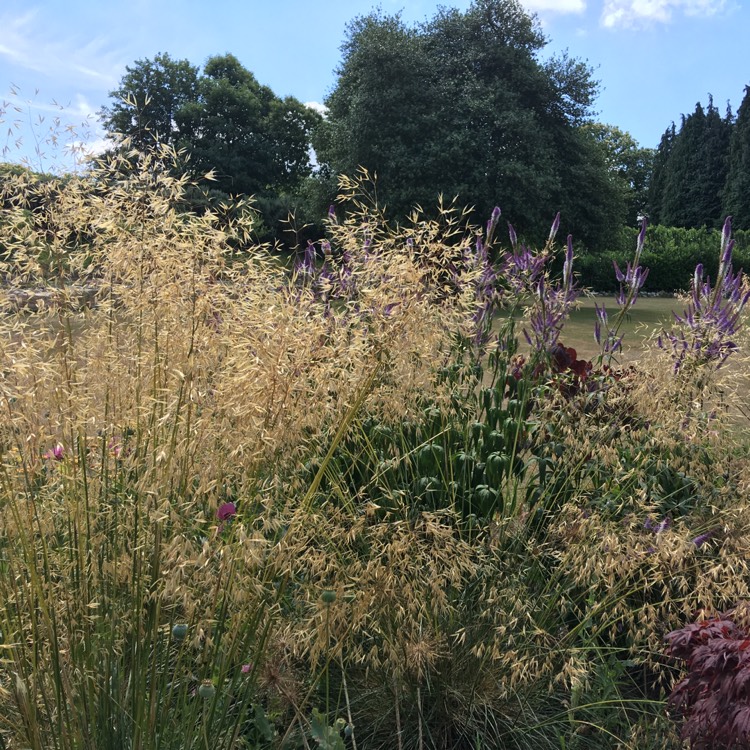 Plant image Stipa Gigantea