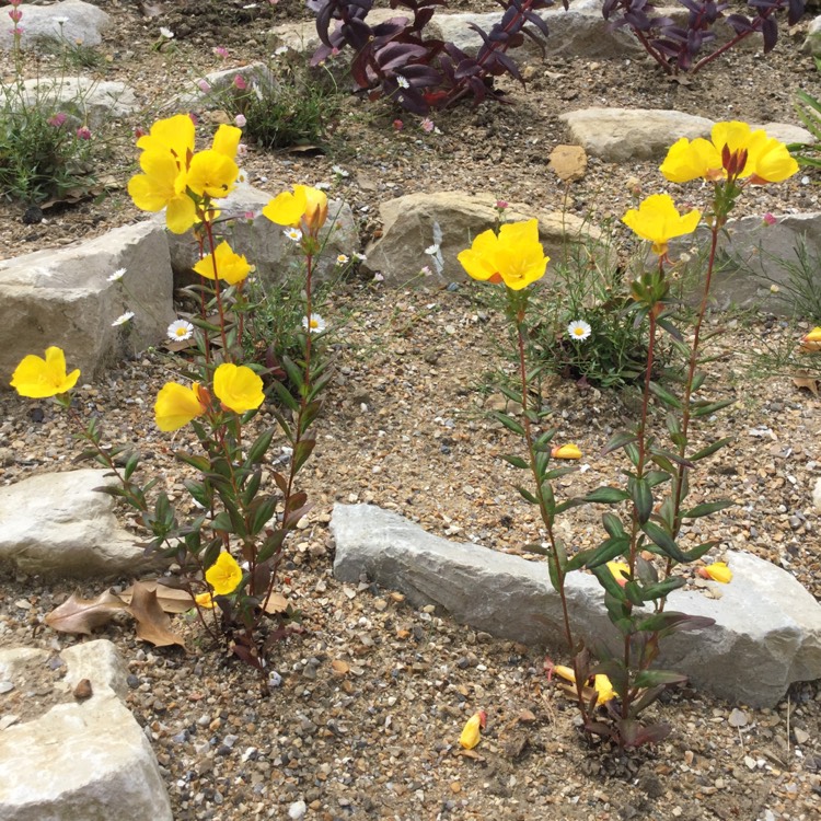 Plant image Oenothera Fruticosa 'Sundrops'