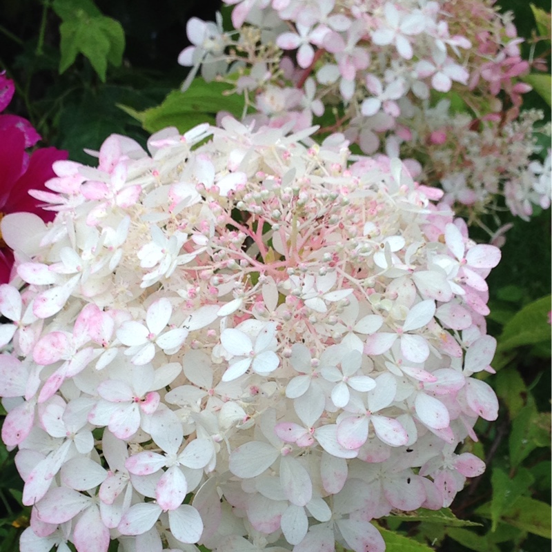 Hydrangea 'Limelight'