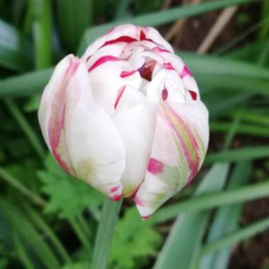 Tulipa 'Zurel' syn. Tulipa 'Blueberry Ripple'