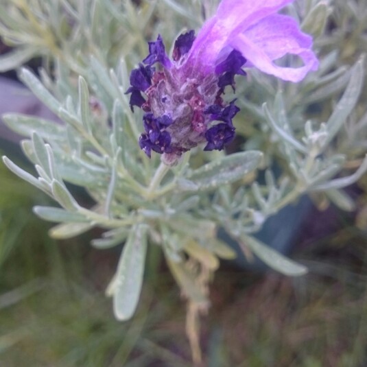 Lavandula stoechas