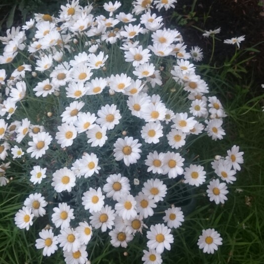 Plant image Argyranthemum 'Summit White'