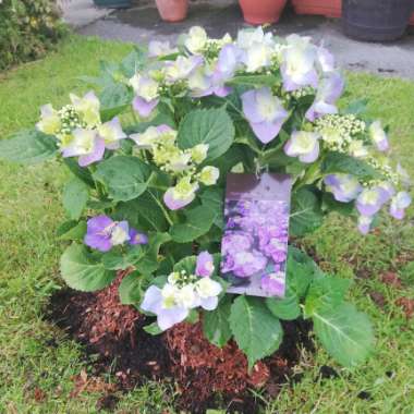 Hydrangea macrophylla 'Blue Sky ; syn. Hydrangea macrophylla '(Blaumeise' ; Hydrangea macrophylla 'Teller Blue' ; Hydrangea macrophylla 'Blue Sky' ; Hydrangea macrophylla 'Blue Tit' ; Hydrangea macrophylla 'Teller Blau'