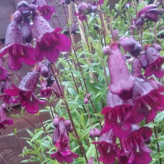 Plant image Penstemon 'Pensham Plum Jerkin'