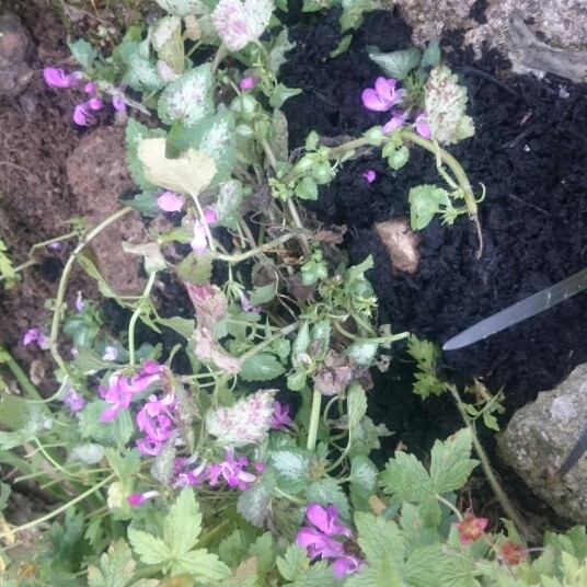 Plant image Lamium Maculatum 'White Nancy'