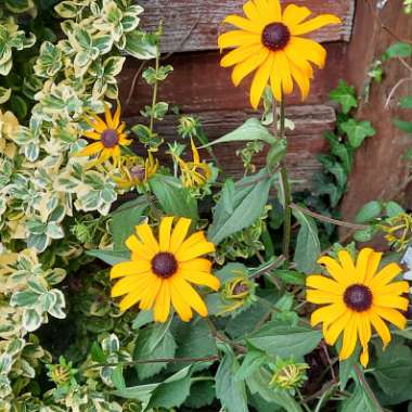 Coneflower 'Goldsturm'