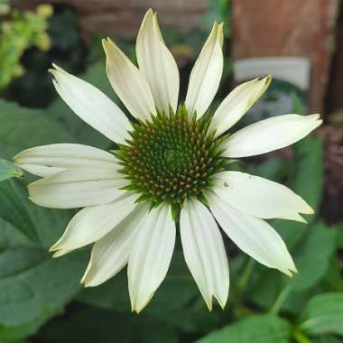 Coneflower (Echinacea)