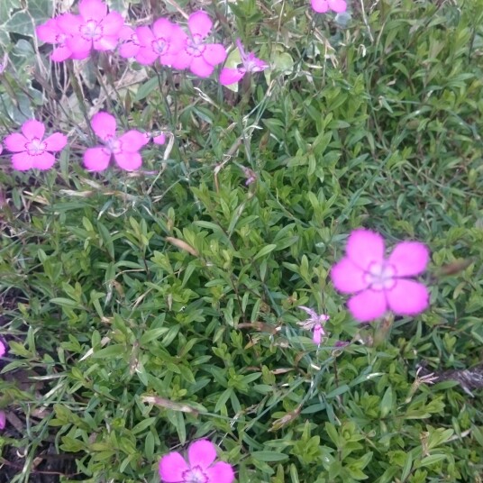 Dianthus deltoides 'Flashing Lights'