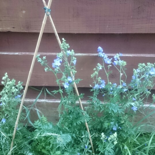 Plant image Polemonium caeruleum 'Bambino Blue'