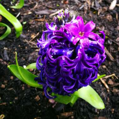 Hyacinthus orientalis