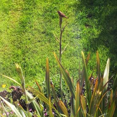 Phormium