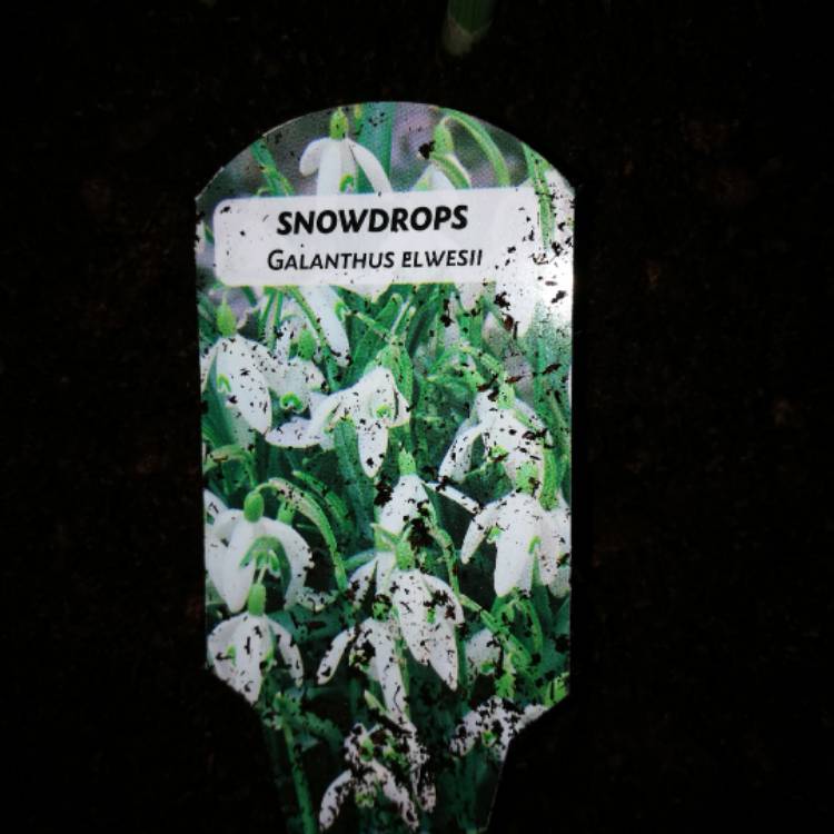 Plant image Galanthus elwesii