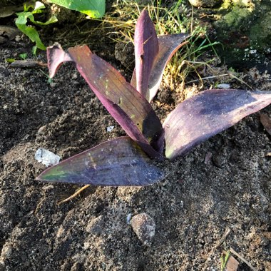 Purple-Heart Spiderwort 'Purpurea'