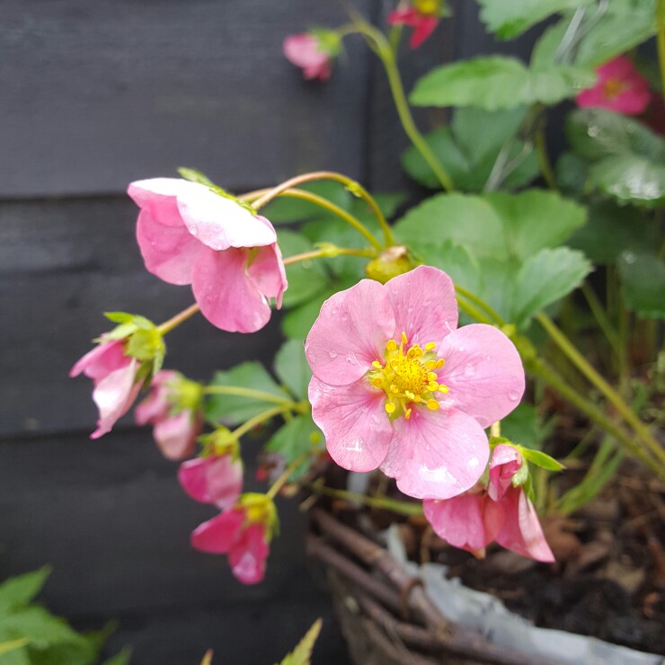 Plant image Fragaria x ananassa 'Tristan'