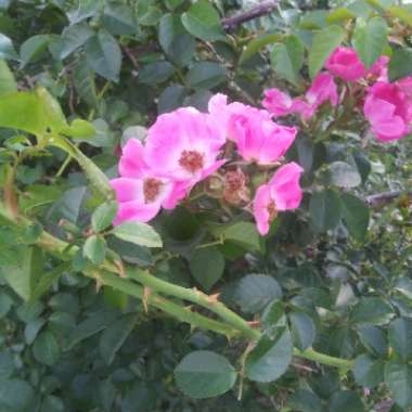 Rose (Shrub)