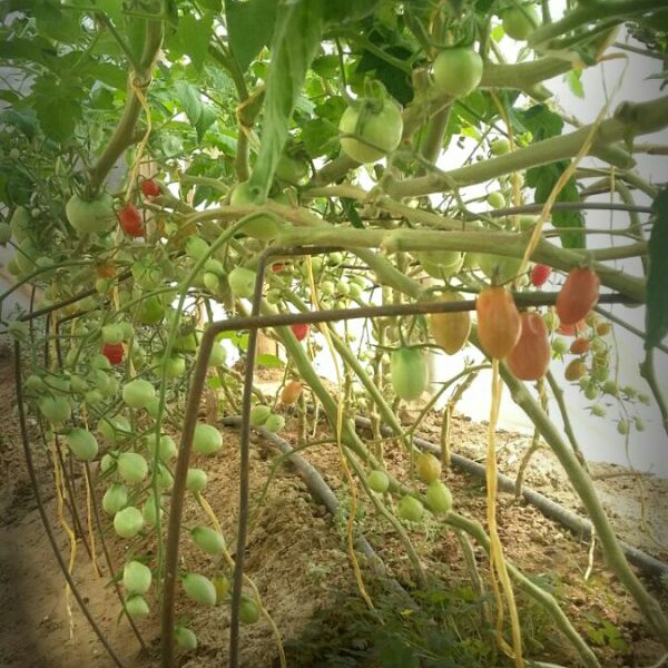 Esfahan.Organic.Agribussines's garden