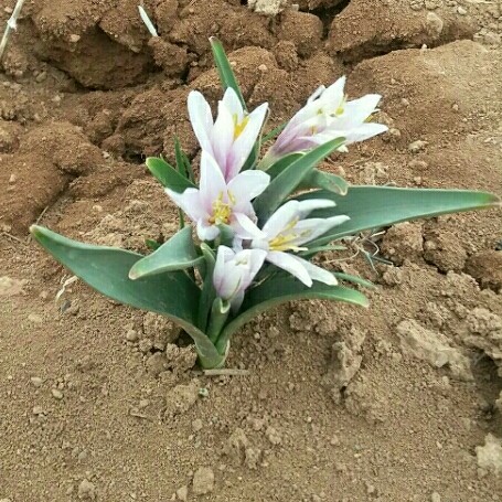 Plant image Colchicum 'Autumn Queen'