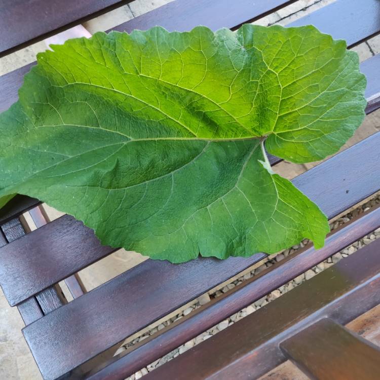 Plant image Arctium lappa